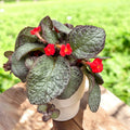 Episcia Pink Acajou