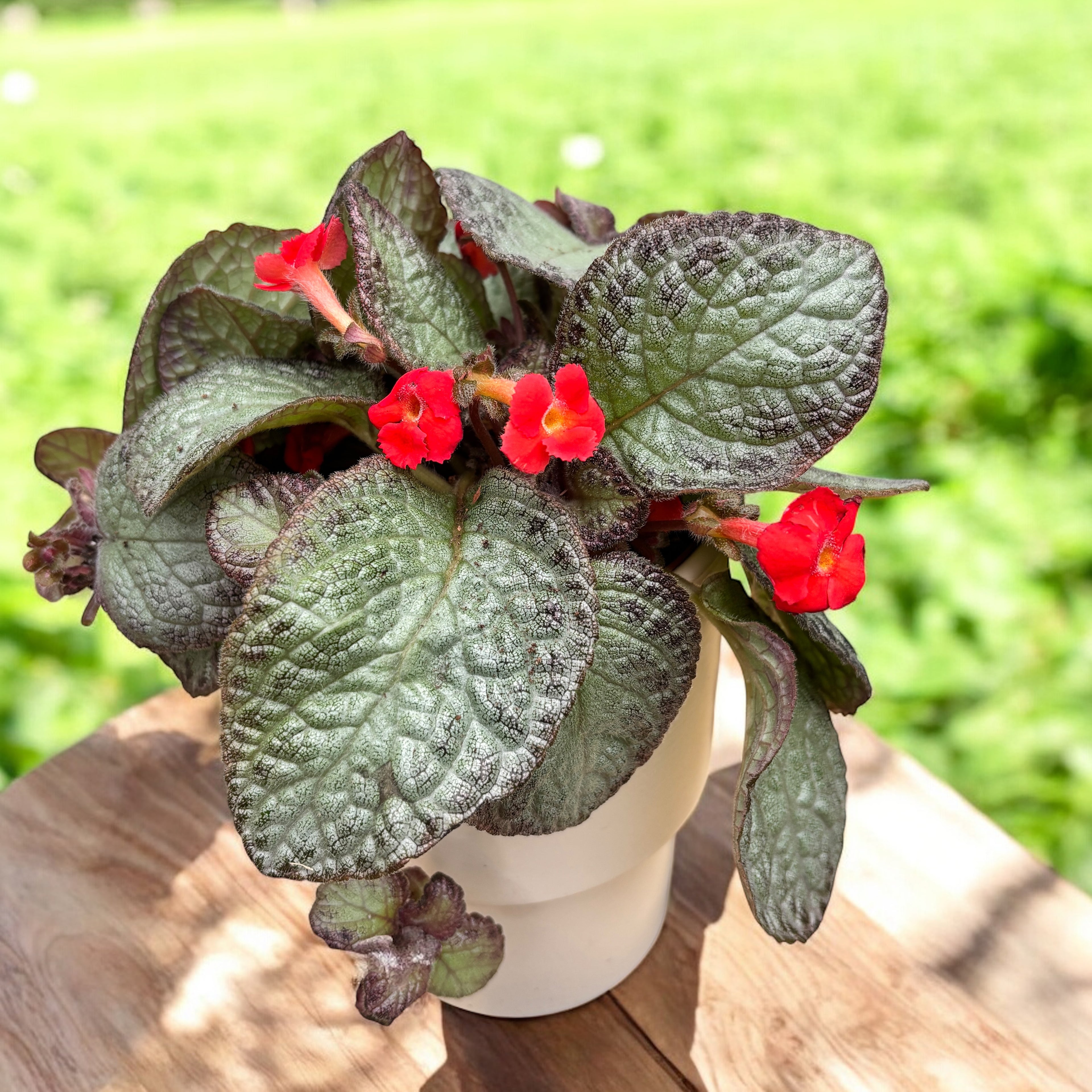 Episcia Pink Acajou