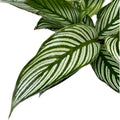 Calathea Vittata
