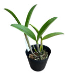 Cattleya Green Emerald (intensiivisesti tuoksuvat kukat)