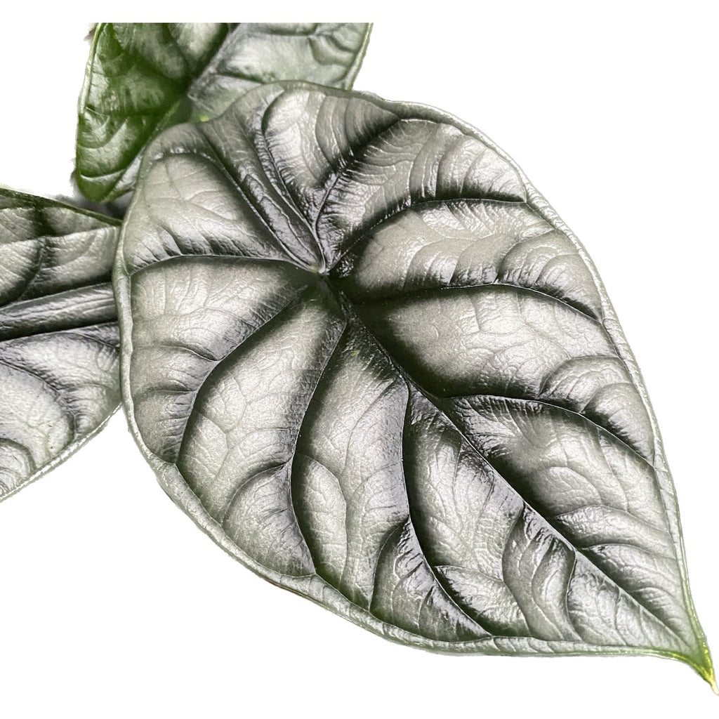 Αλοκάσια 'Ασημένιος Δράκος'