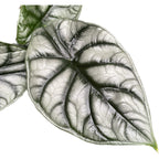 Alocasia 'Silver Dragon'