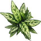 Aglaonema 'Romeo' - XL-kokoisia yksilöitä