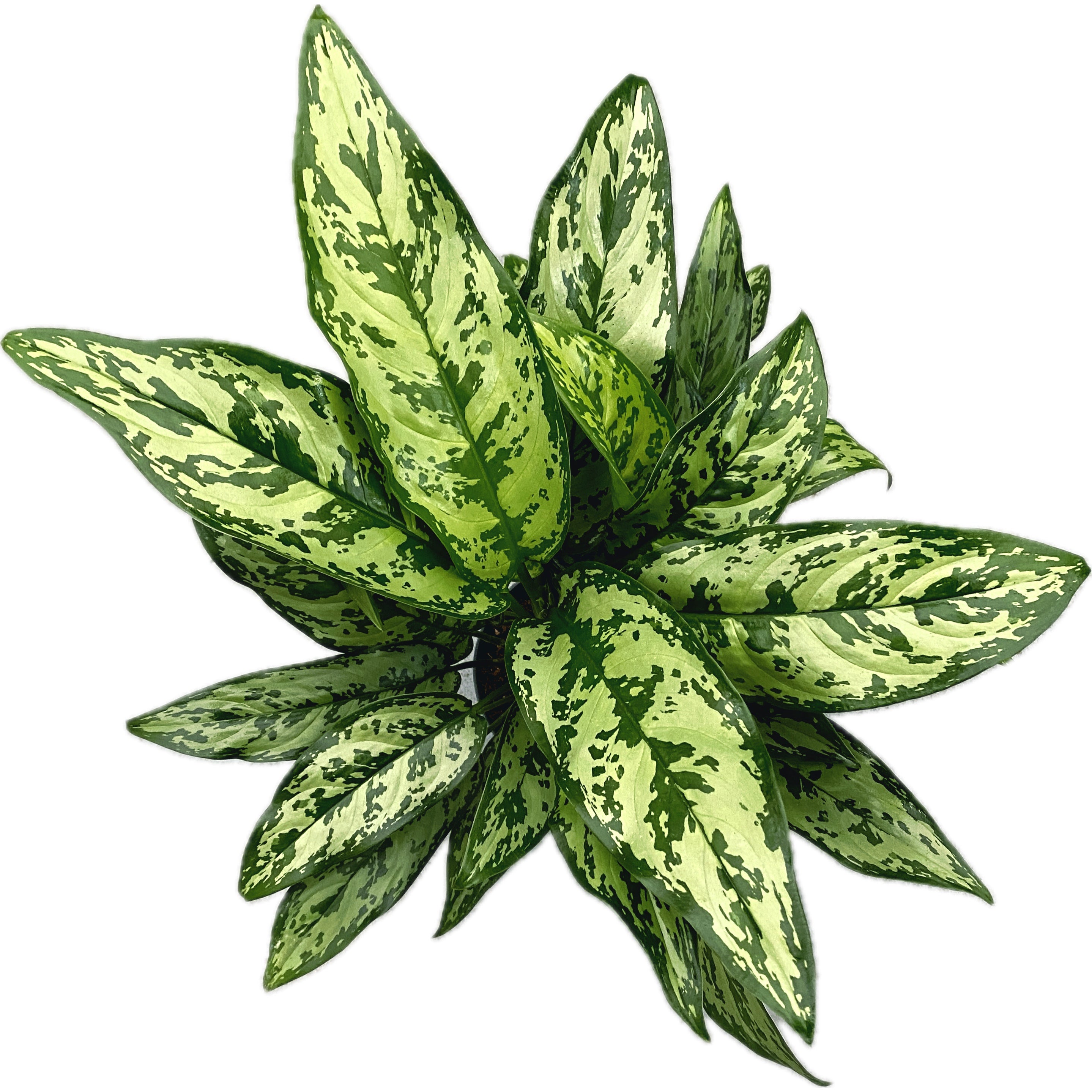 Aglaonema 'Romeo' - exemplare XL