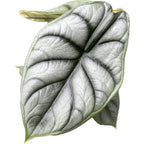 Alocasia 'Silver Dragon'