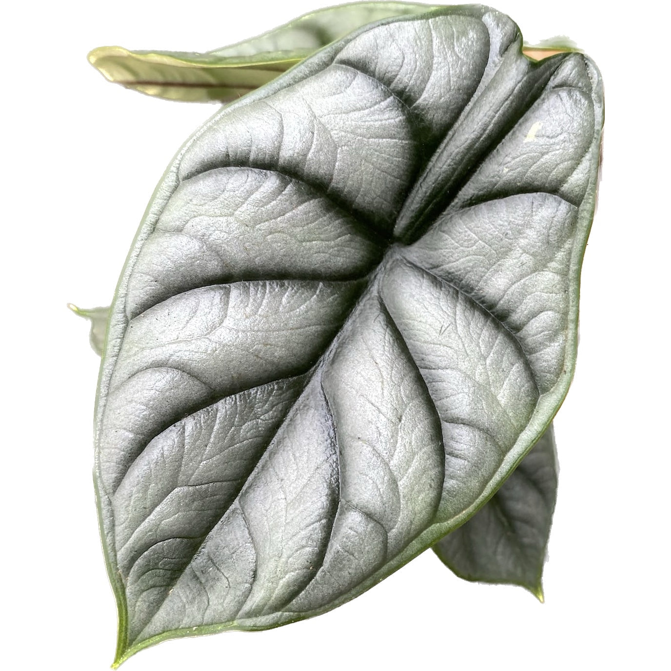 Alocasia 'Silver Dragon'