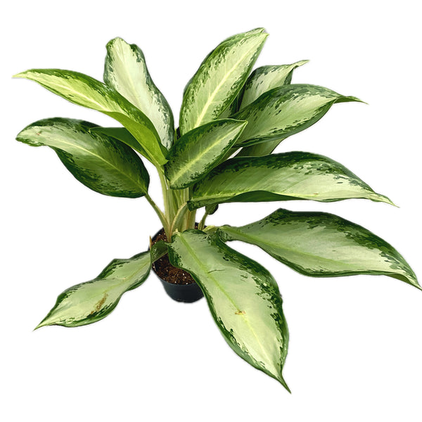 Aglaonema 'Cleopatra' - exemplare XL (3 plante/ghiveci)