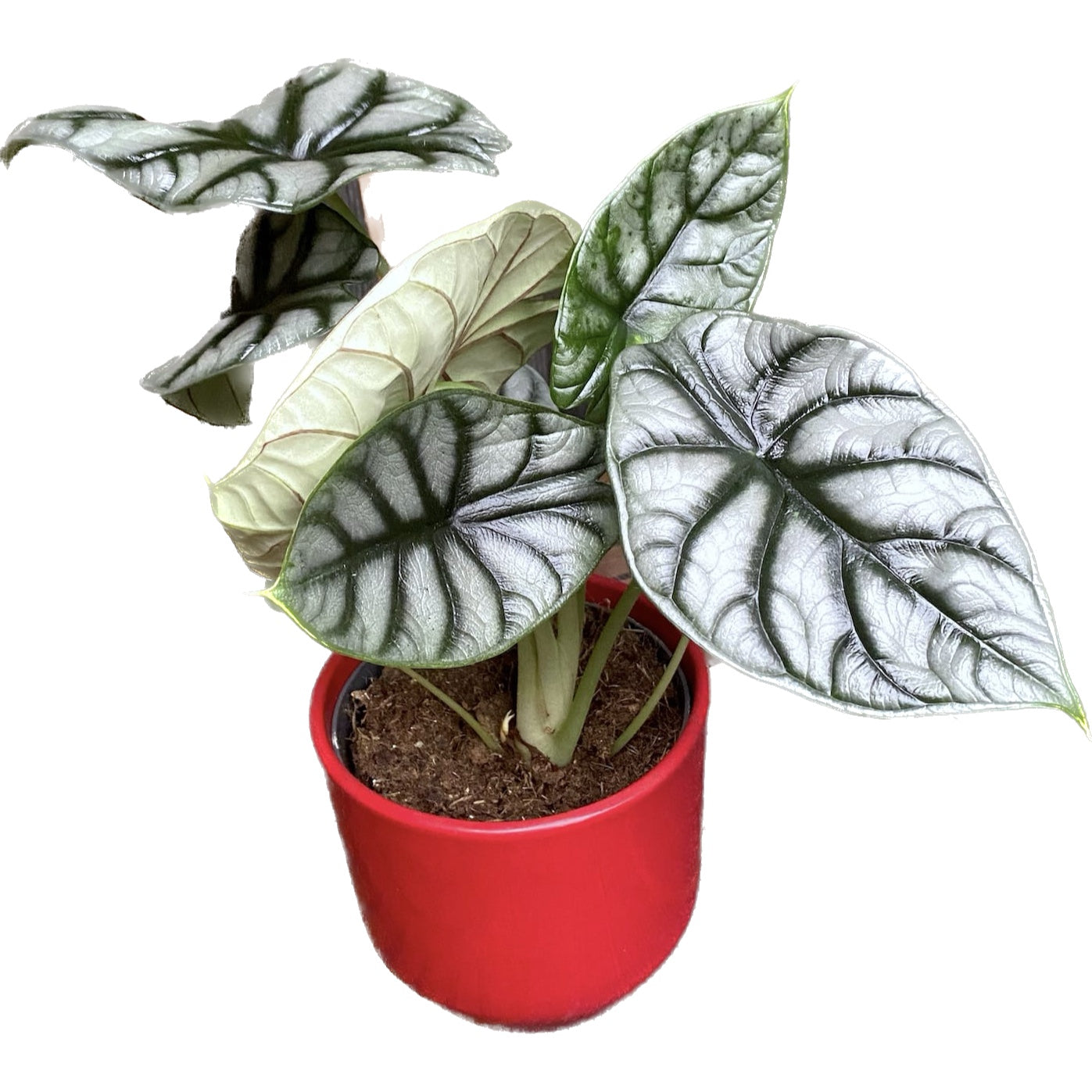 Alocasia 'Silver Dragon'