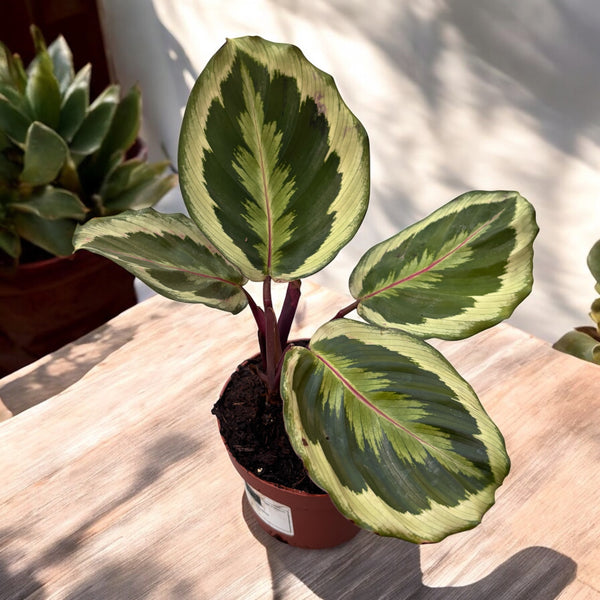 Calathea 'Marion' (planta paun)