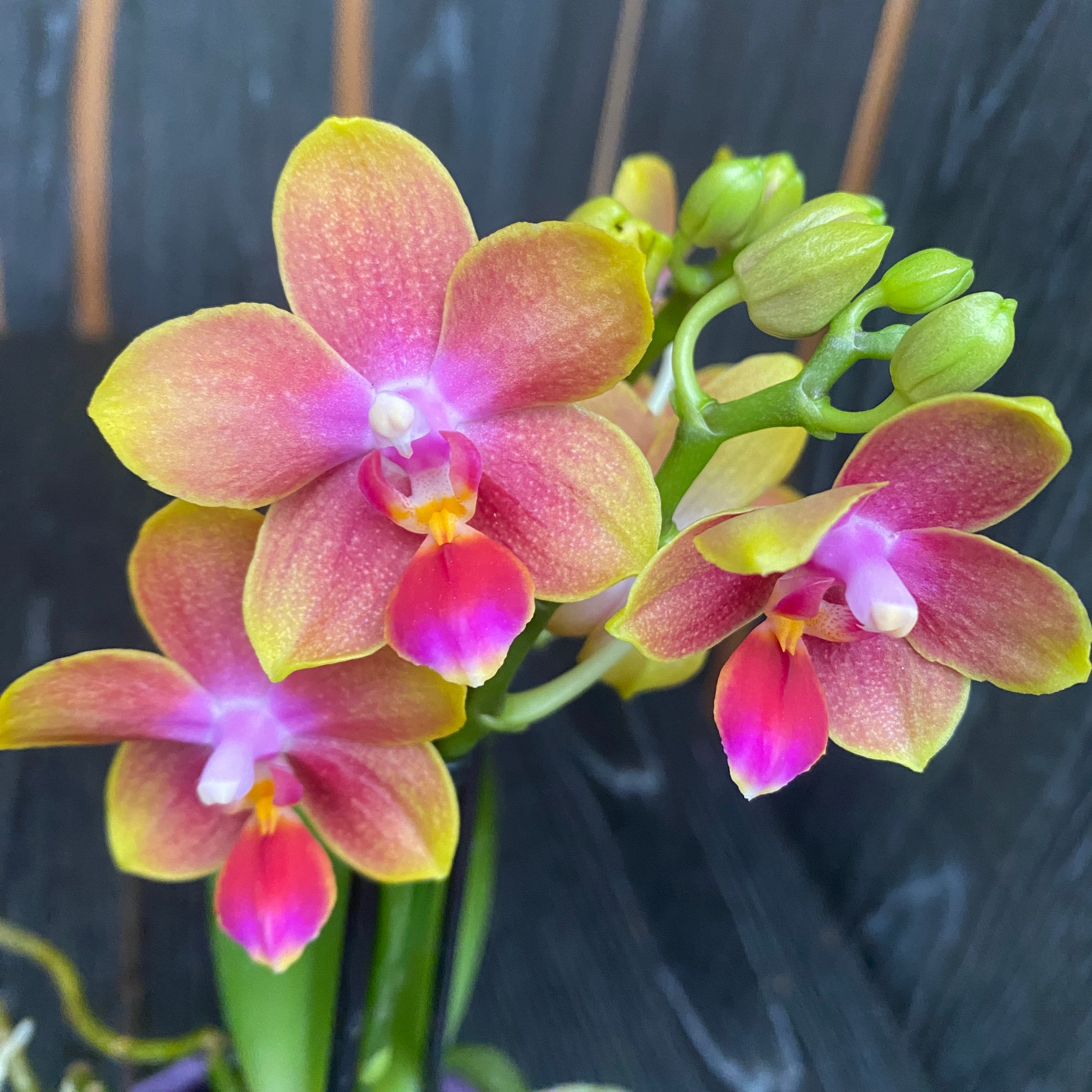 Phalaenopsis Rising Sun - flori intens parfumate