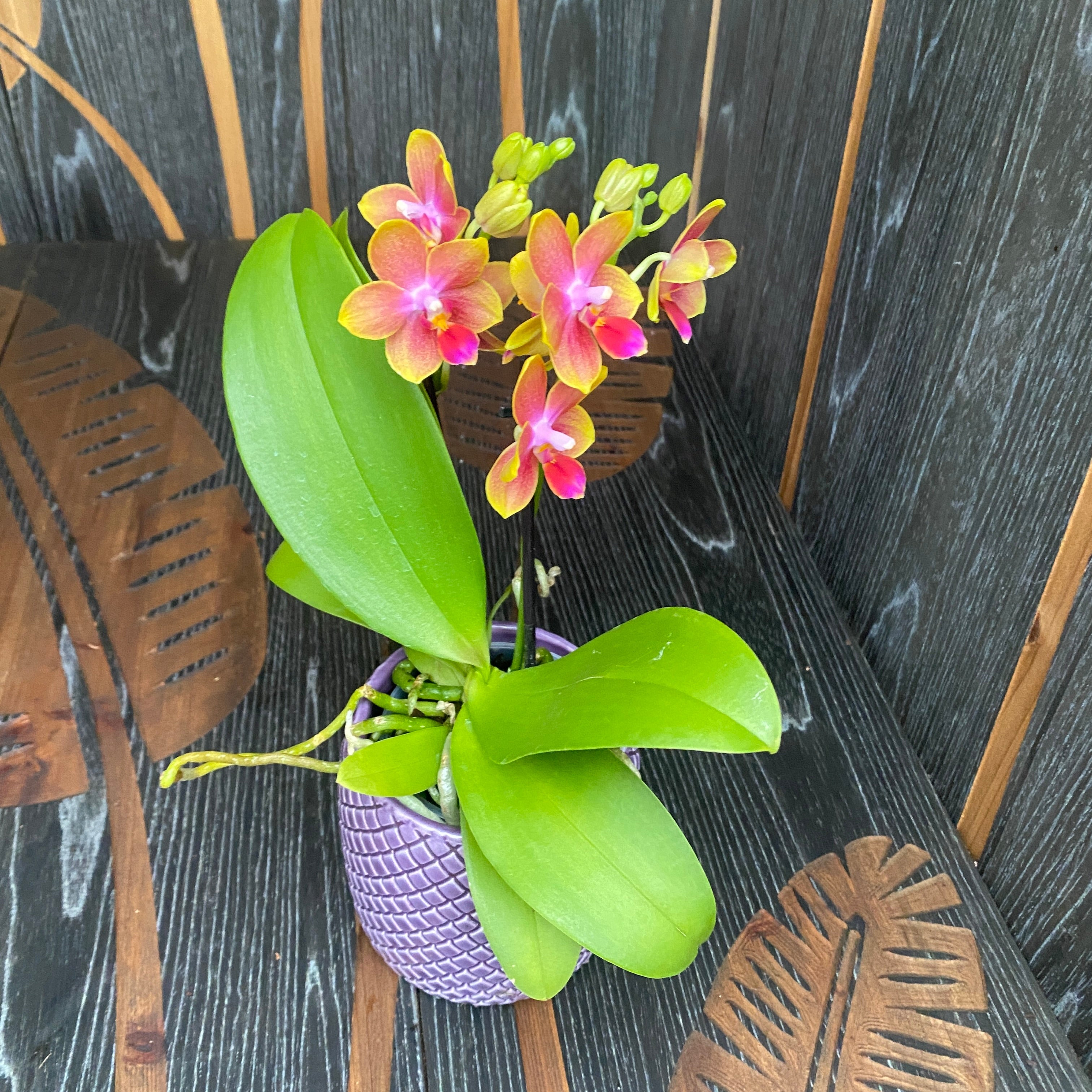 Phalaenopsis Rising Sun - flori intens parfumate