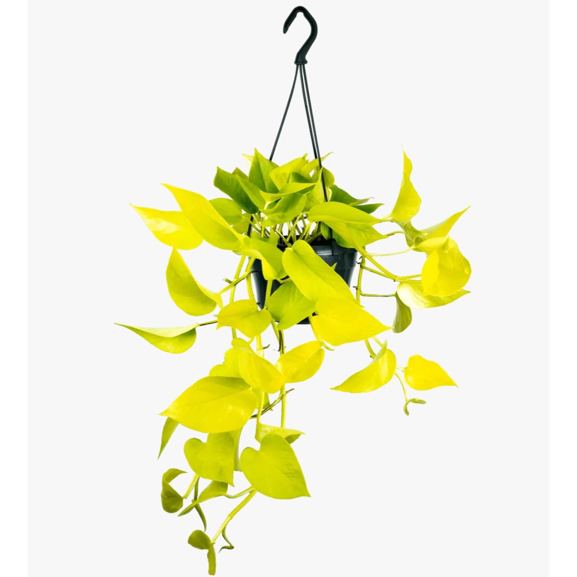 Epipremnum aureum 'Neon' (Neon Pothos) - exemplare XL