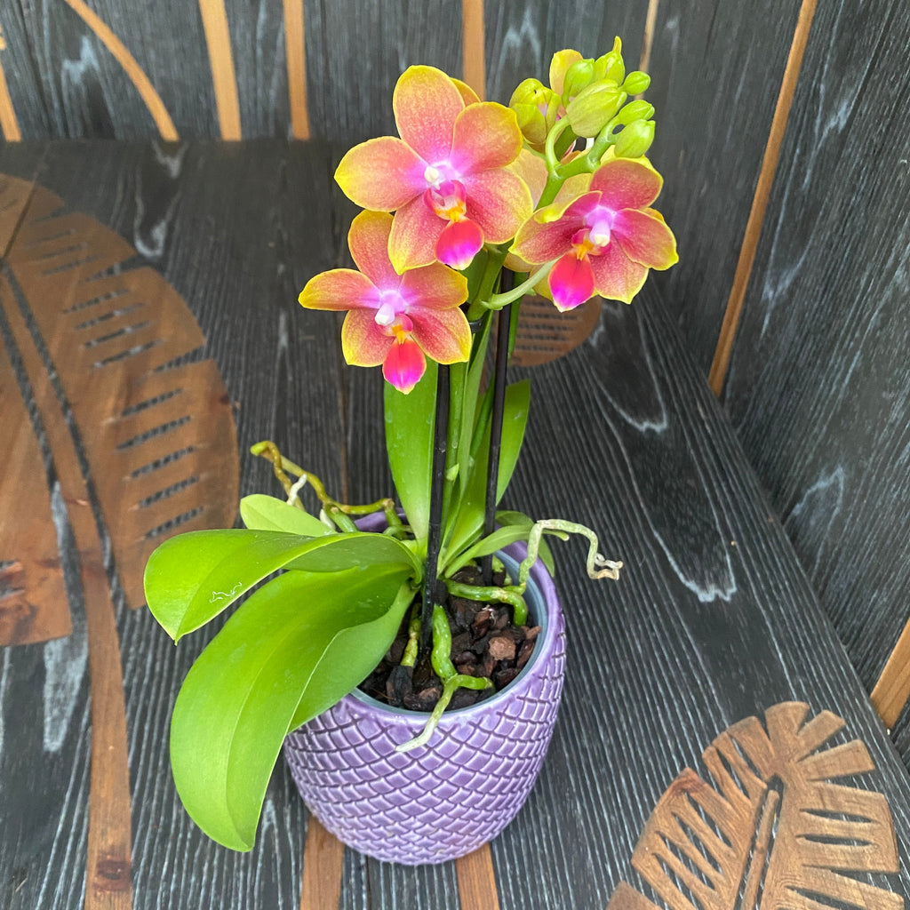 Phalaenopsis Rising Sun - intenzívne voňavé kvety