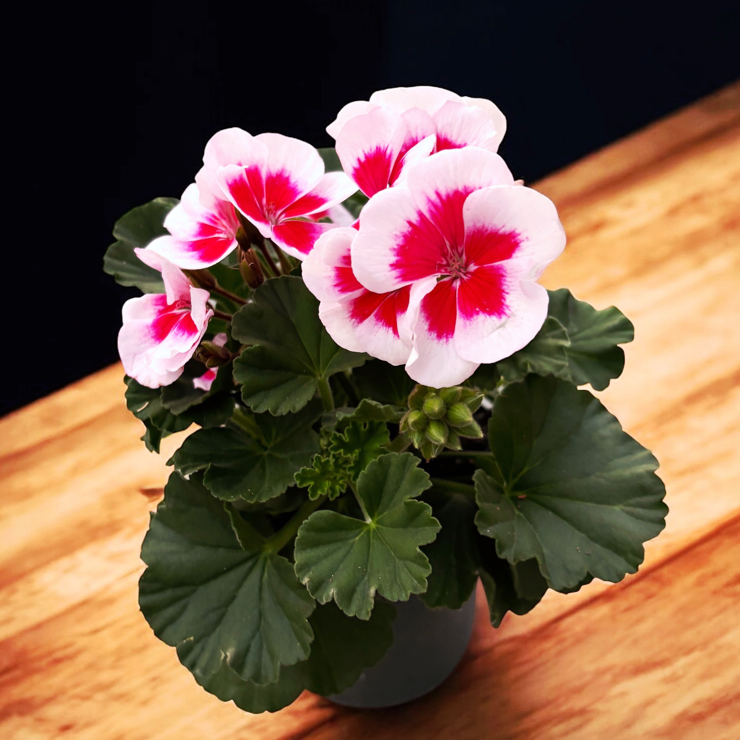 Muscate zonale - Pelargonium (Zonale Grp) 'Americana White Splash'