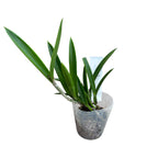 Brassocattleya Gulfshore's Beauty 'Torino' BM/JOGA doftande