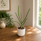 Papilisia Preeyanan Sanpote – duftende Blüten