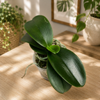 Phalaenopsis Haur Jih Fancy „A06669“ – duftend