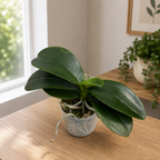 Phalaenopsis Haur Jih Fancy „A06669“ – duftend