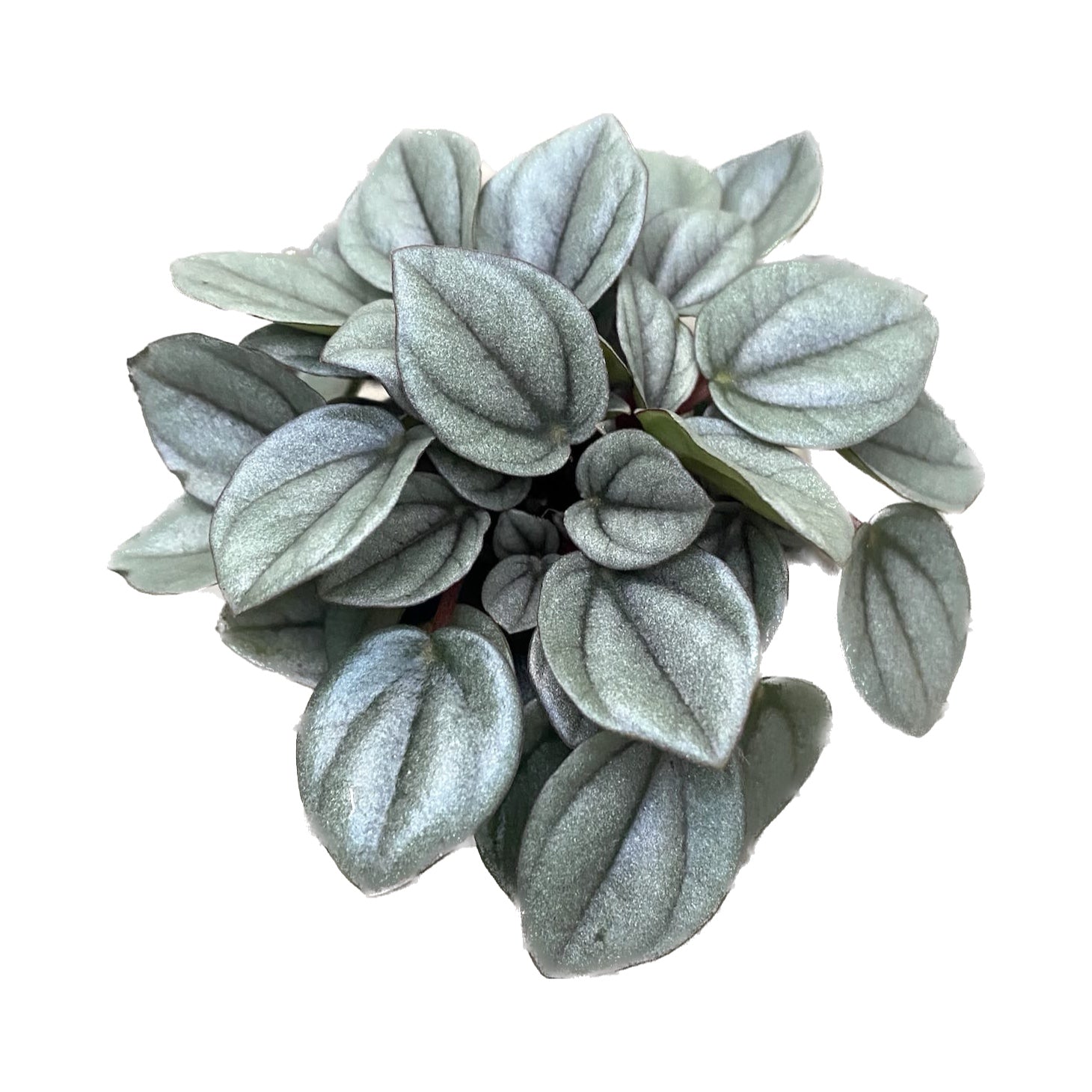 Peperomia caperata 'Milano'  *babyplant