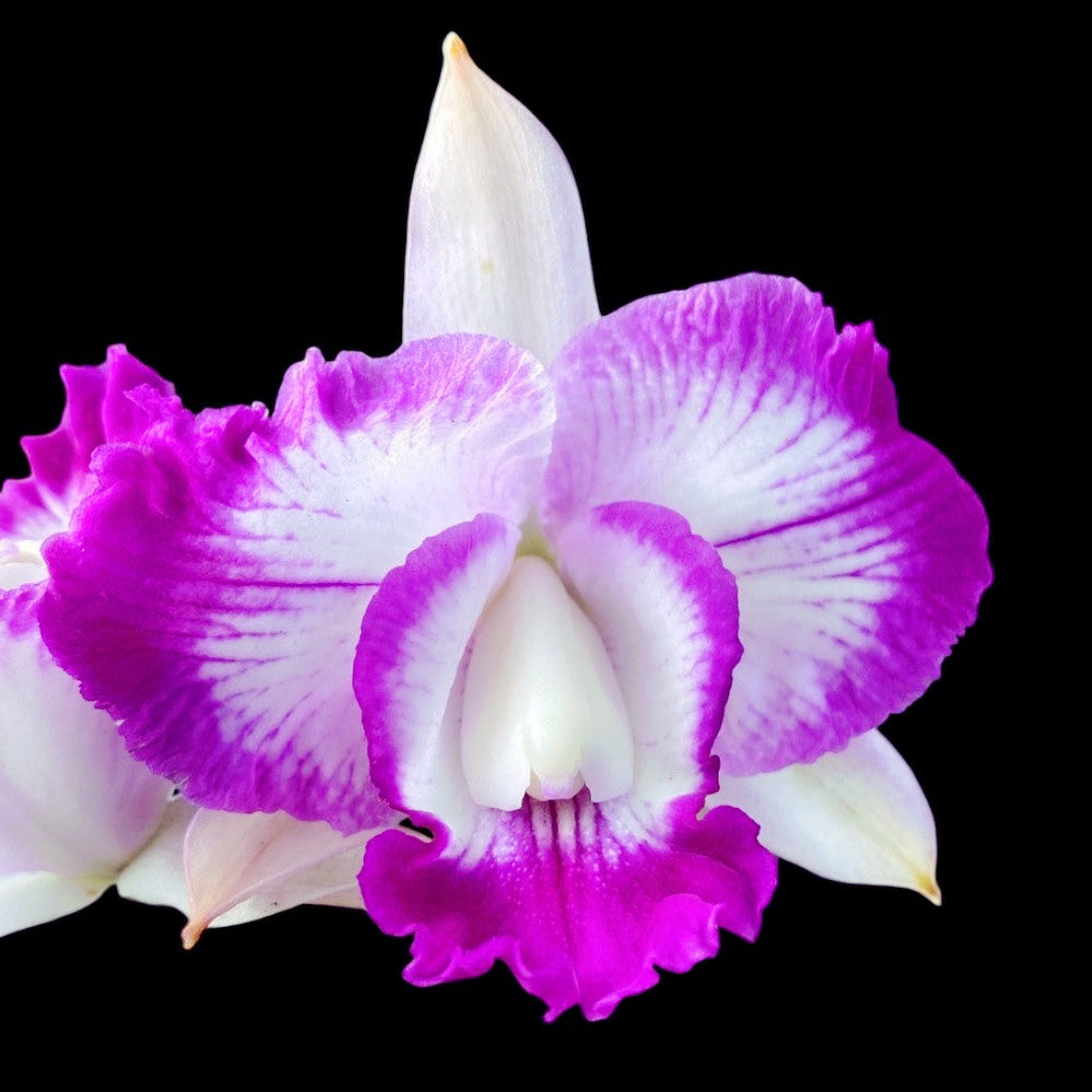 Rlc. Tsiku Amante mirisna