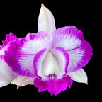 Rlc. Tsiku Amante parfumata