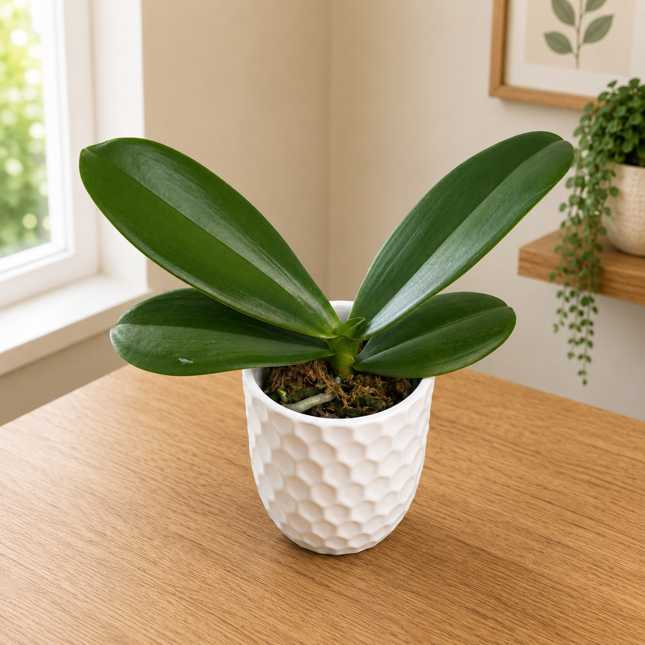 Phalaenopsis OX Diamond (peloryczna)