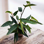 Begonia corallina ‘Tamaya’ - Plante d'intérieur élégante avec fleurs roses