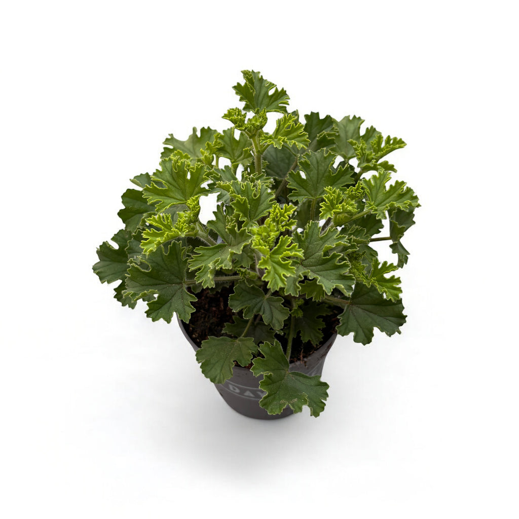 Szúnyogriasztó muskátli - Pelargonium ‘Angel Perfume Senna'