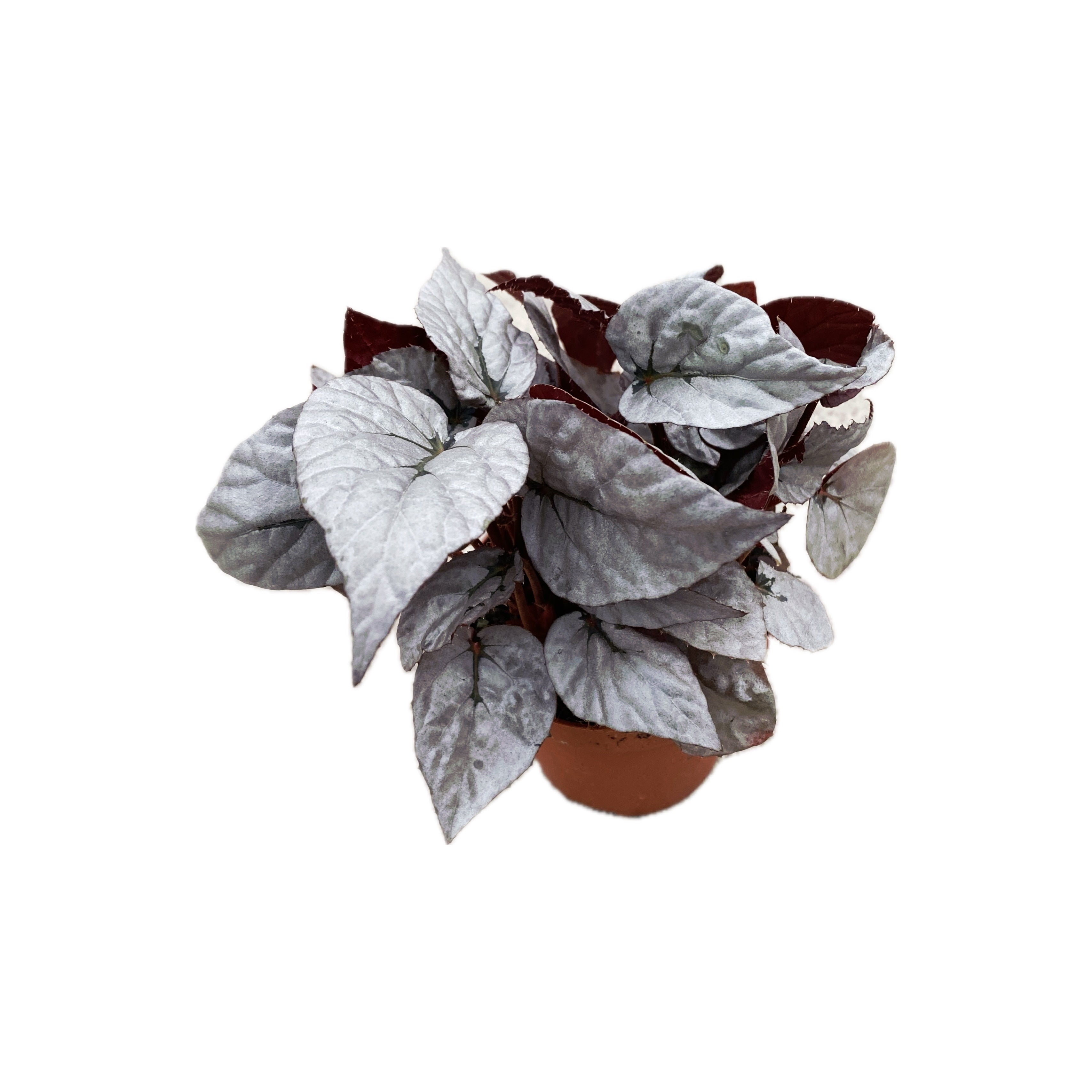 Begonia Magic Colours ‘Silver Limbo’ D8