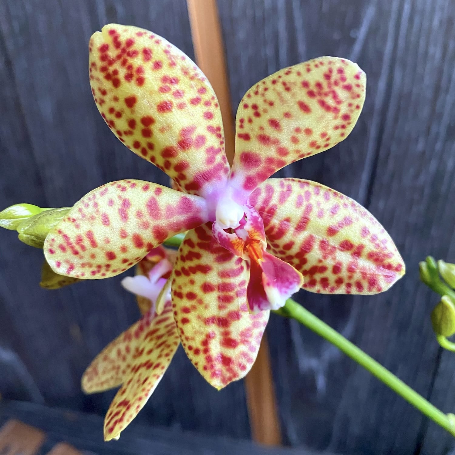 Phalaenopsis Rheingold x Pallens (parfumat)