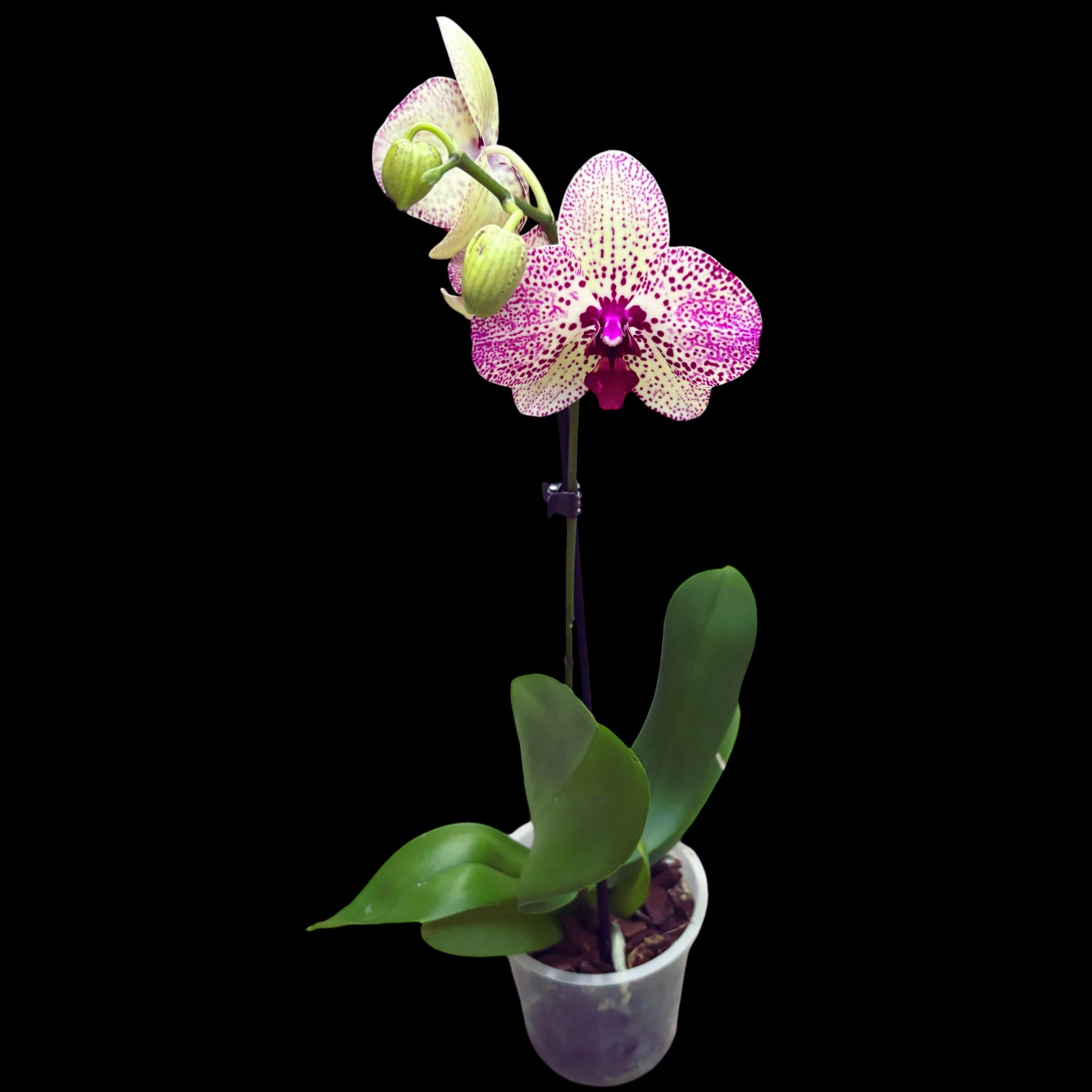 Phalaenopsis Sunset Fairy (Kleopatra)