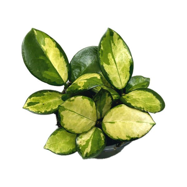 Hoya australis 'Lisa' D9 (2-3 plants/pot)