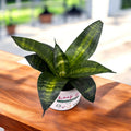 Sansevieria 'Tigerstern'
