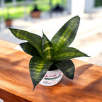 Sansevieria 'Tigerstern'