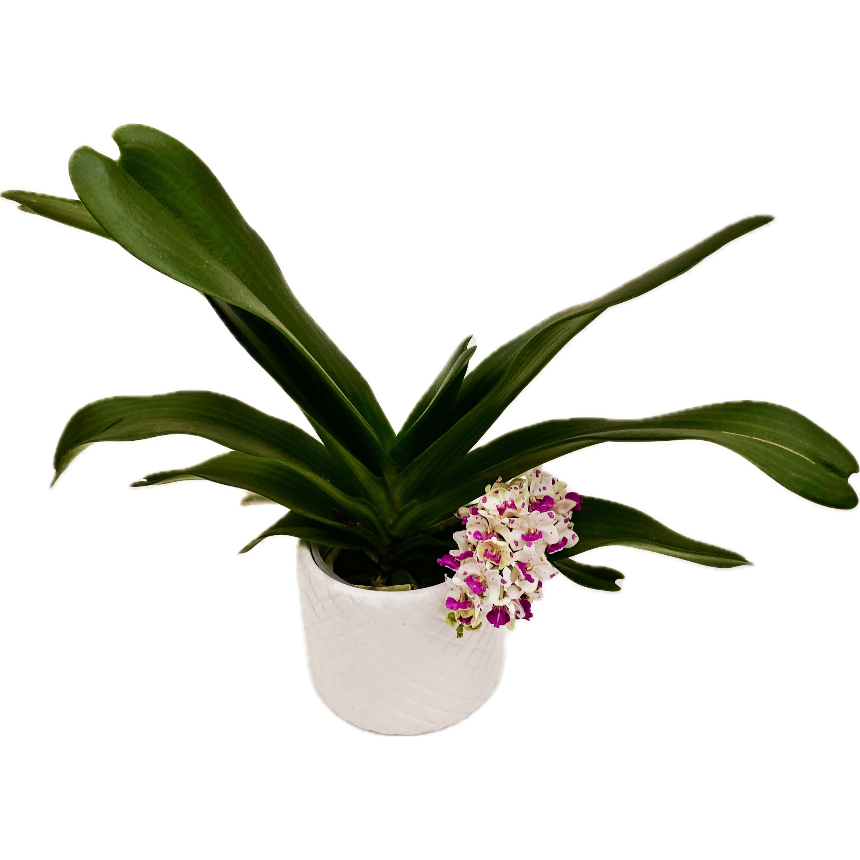 Rhynchostylis gigantea 'Pink Spots' - intens parfumat