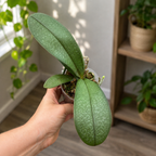 Phalaenopsis Philishill (Phal. philippinensis × schilleriana) – Fragrant