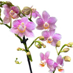Phalaenopsis Little Star (Mayshang Angel, Ζάμπια) αρωματική