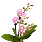 Phalaenopsis Little Star (Mayshang Angel, Ζάμπια) αρωματική