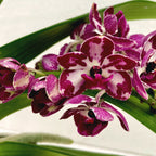 Rhynchostylis gigantea 'Rubra'