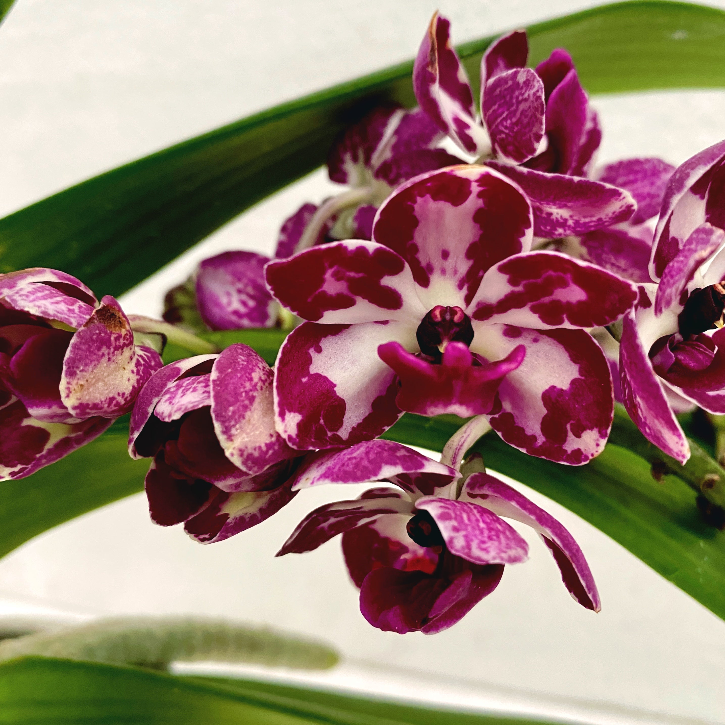 Rhynchostylis gigantea 'Rubra'