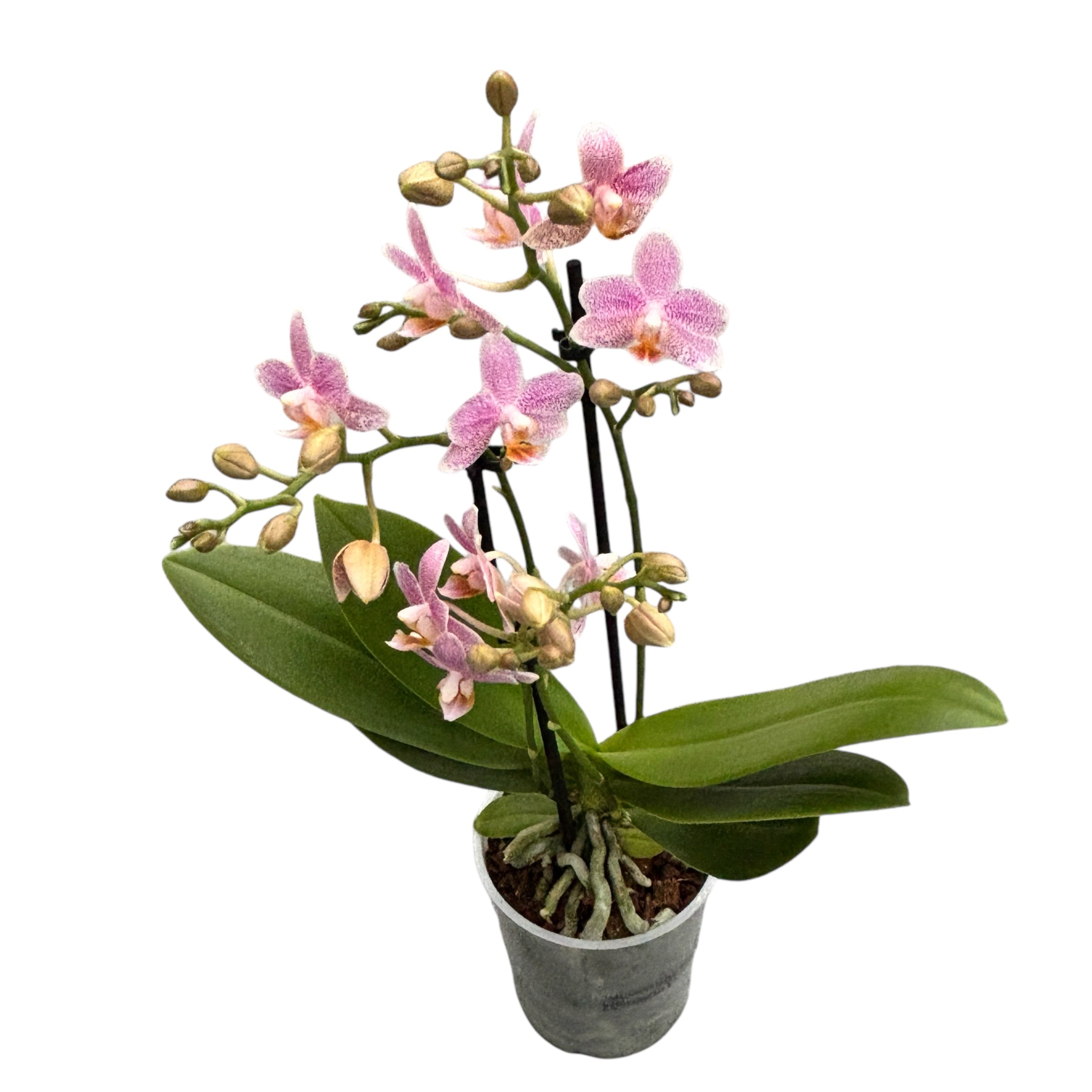 Phalaenopsis Little Star (Mayshang Angel, Zambia) parfumata