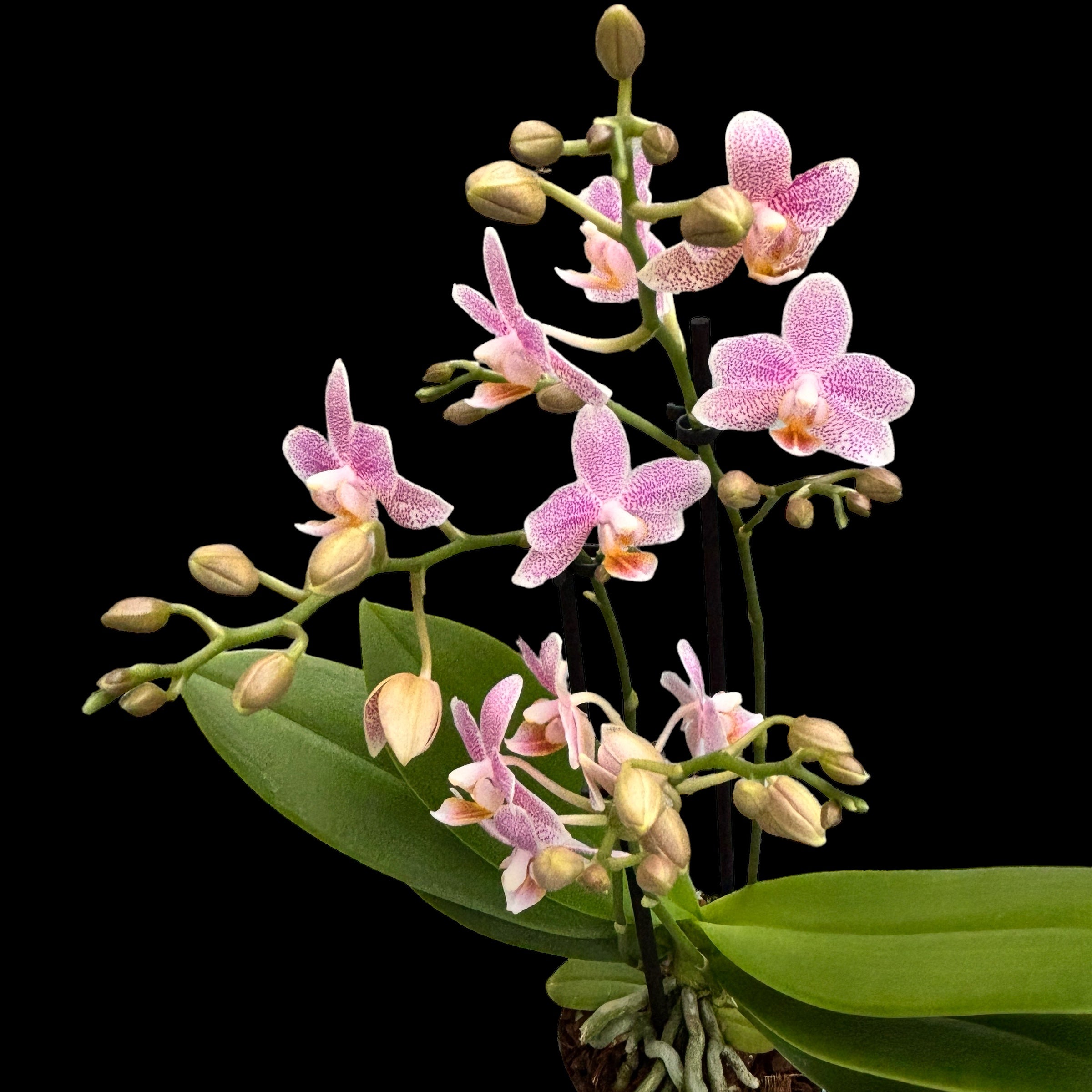 Phalaenopsis Little Star (Mayshang Angel, Zambia) parfumata