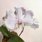 Phalaenopsis amabilis 'Surabaya' (silver leaves)