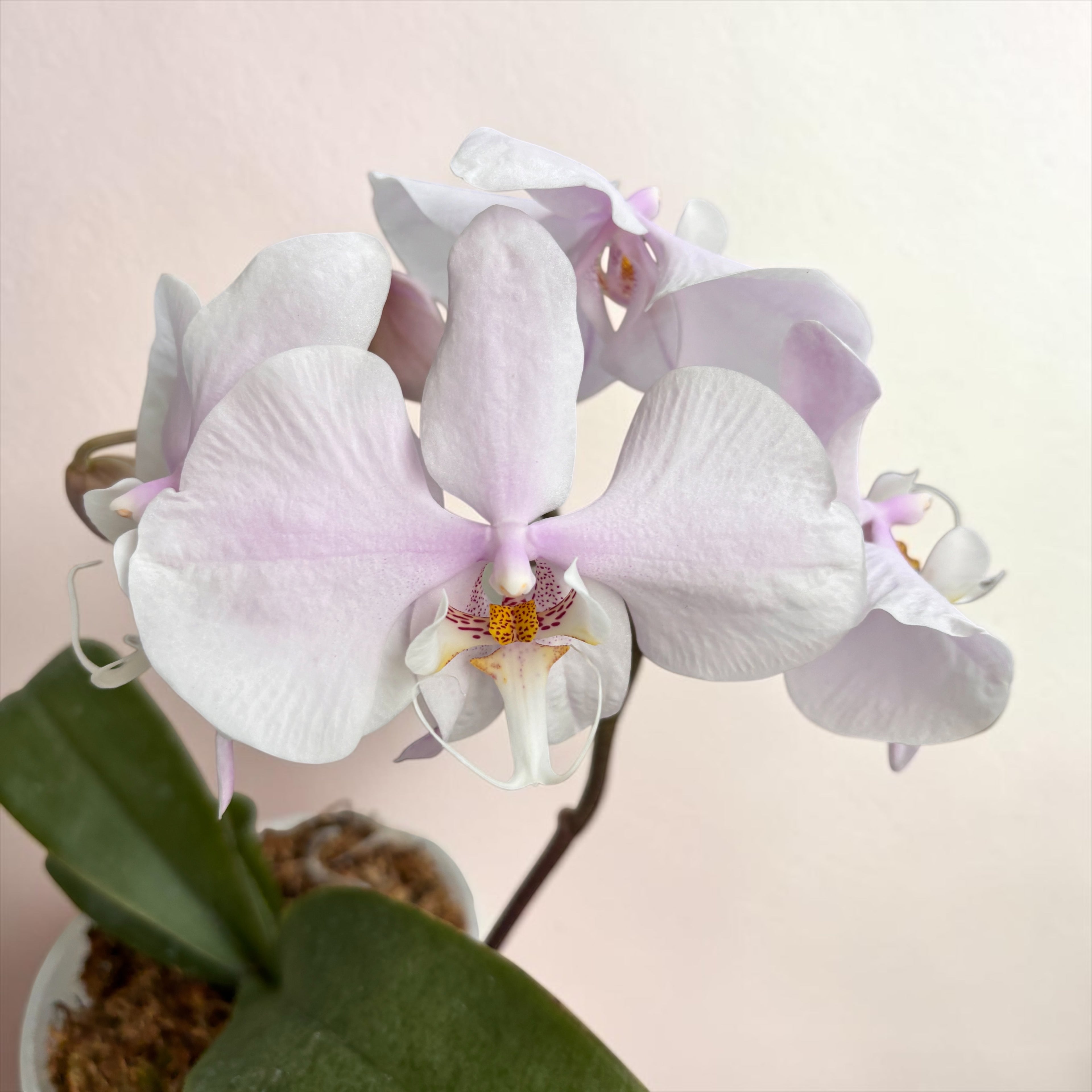 Phalaenopsis amabilis 'Surabaya' (silver leaves)