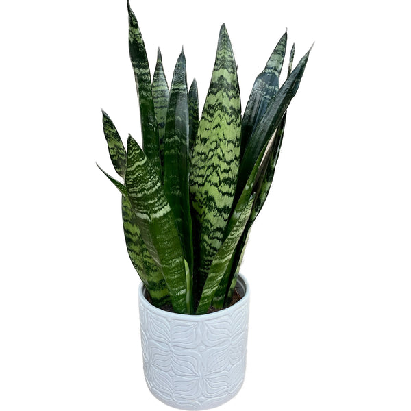 Sansevieria trifasciata 'Black Coral' (mother-in-law's tongue)