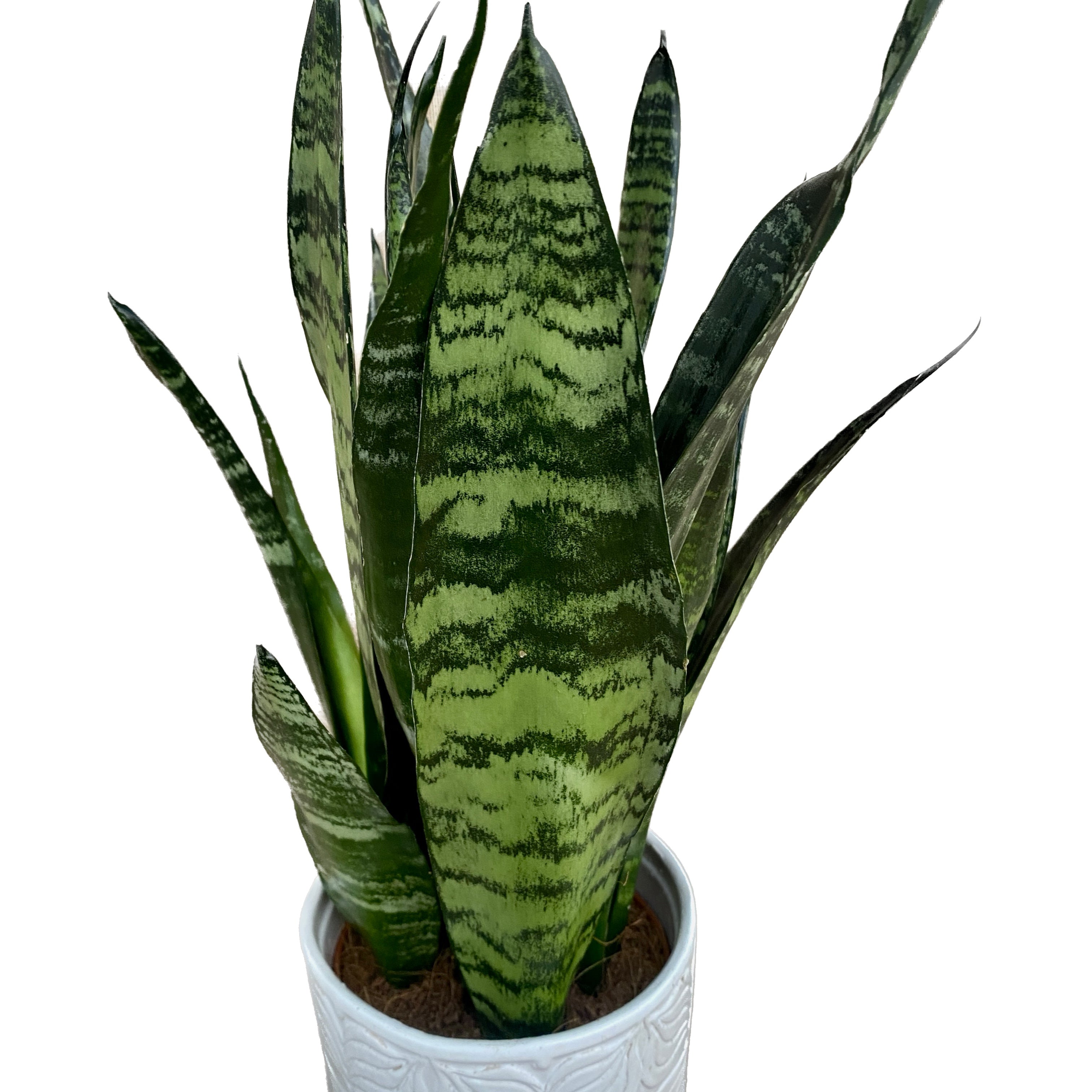 Sansevieria trifasciata 'Black Coral' (limba soacrei)