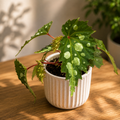 Begonia sp. Mantuk