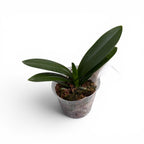 Phalaenopsis King Car Papa Bear - big lip