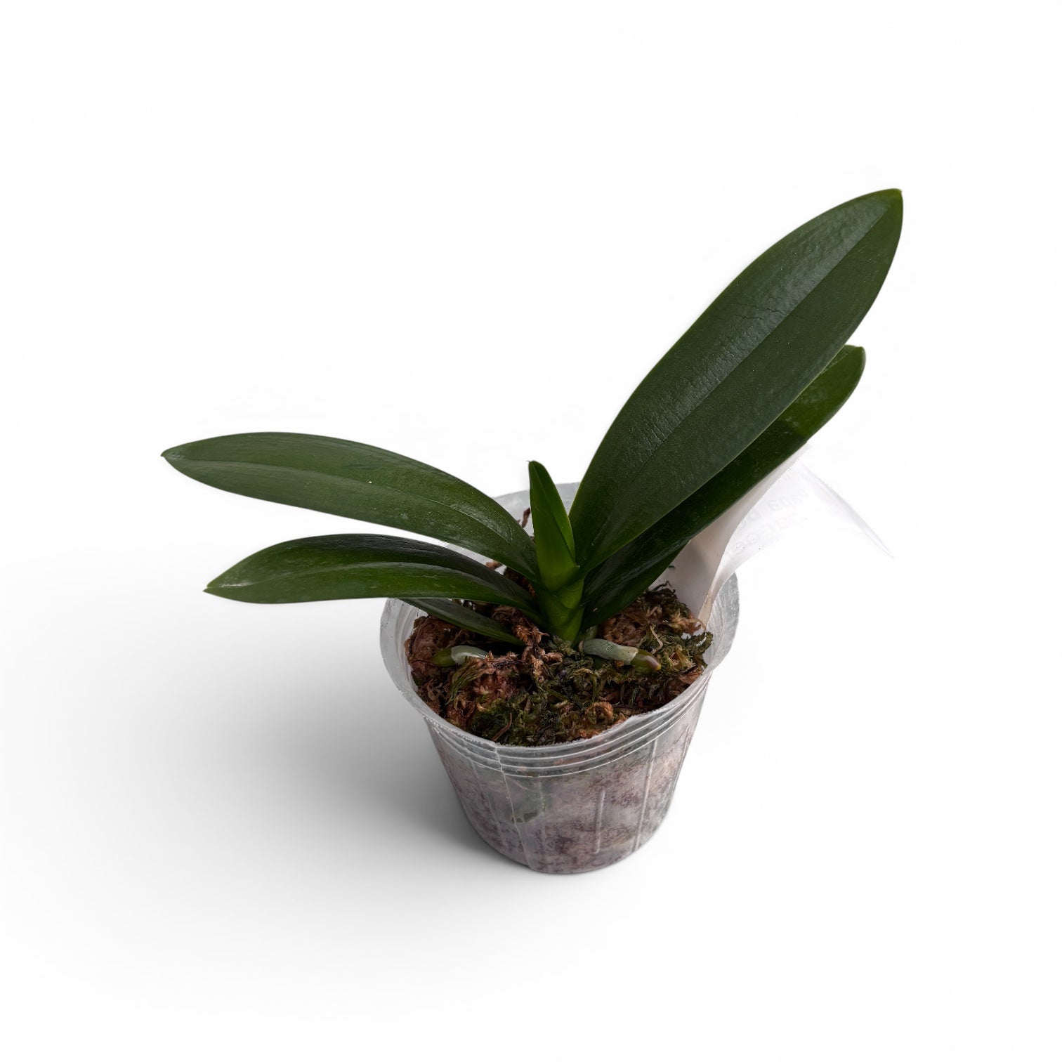 Phalaenopsis King Car Papa Bear - big lip