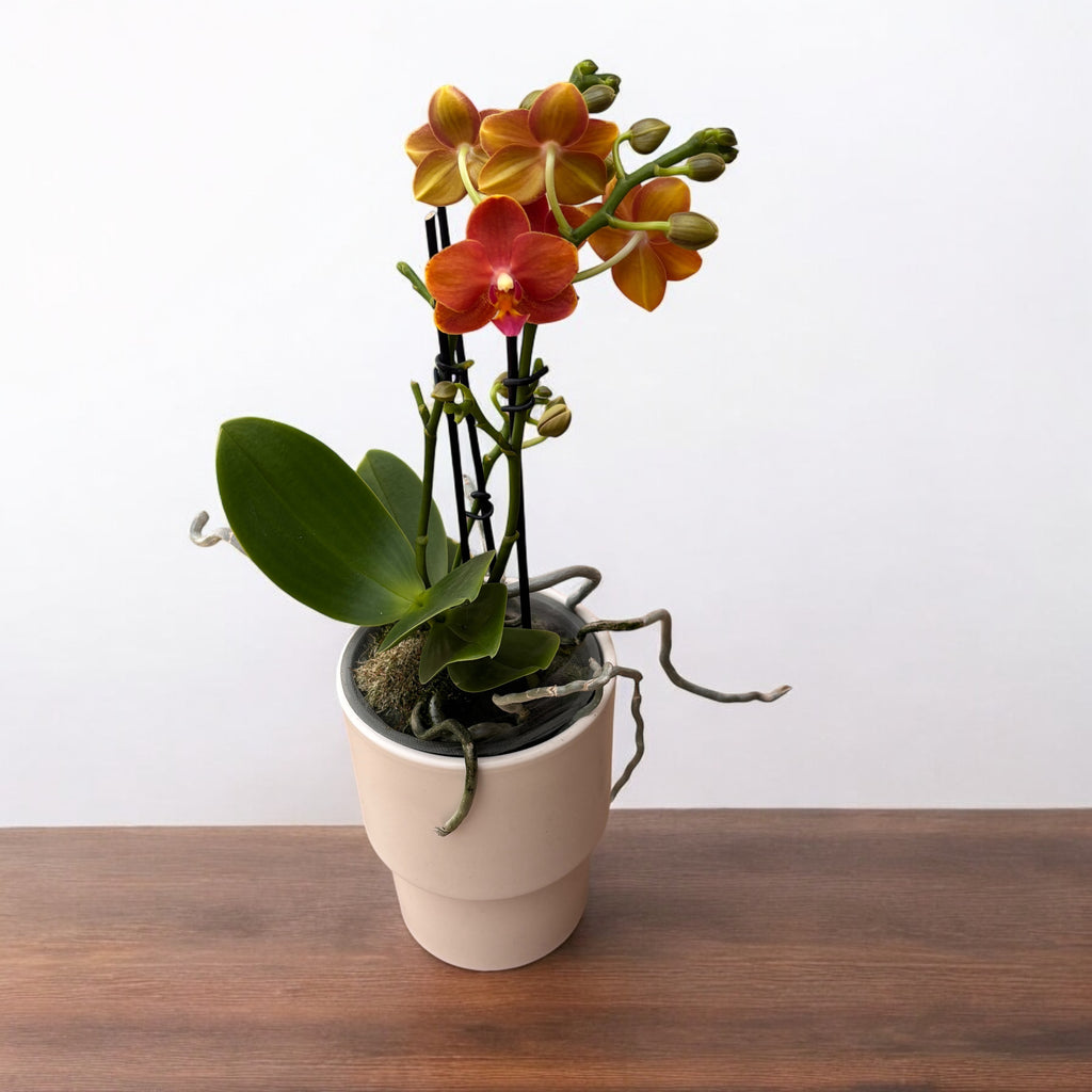 Phalaenopsis Yaphon Perfume Red - intenzíven illatos virágok